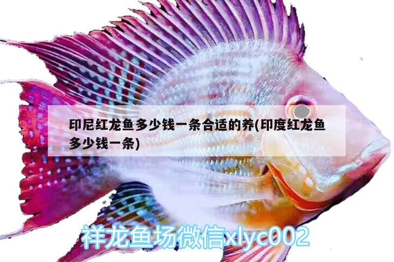 印尼紅龍魚多少錢一條合適的養(yǎng)(印度紅龍魚多少錢一條)