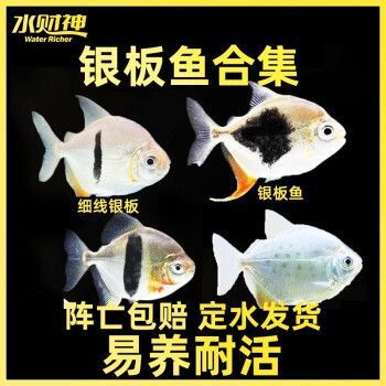 虎紋銀板魚飼料搭配比例，虎紋銀板魚的飼料搭配比例，虎紋銀板魚飼料搭配比例