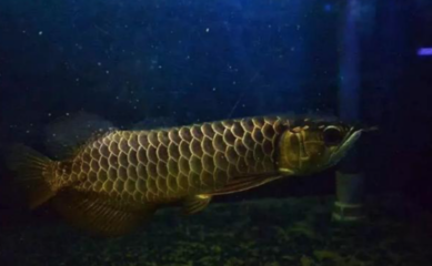金龍魚吃幼崽嗎