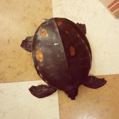 豬鼻龜抹完紅霉素用清洗嗎：豬鼻龜紅霉素軟膏擦完用紅霉素軟膏擦完用清洗下去嗎