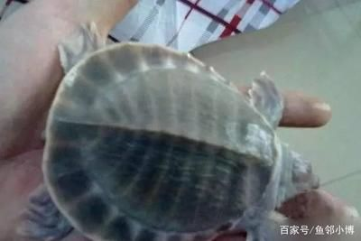 豬鼻龜如何挑選品相：如何挑選一只豬鼻龜