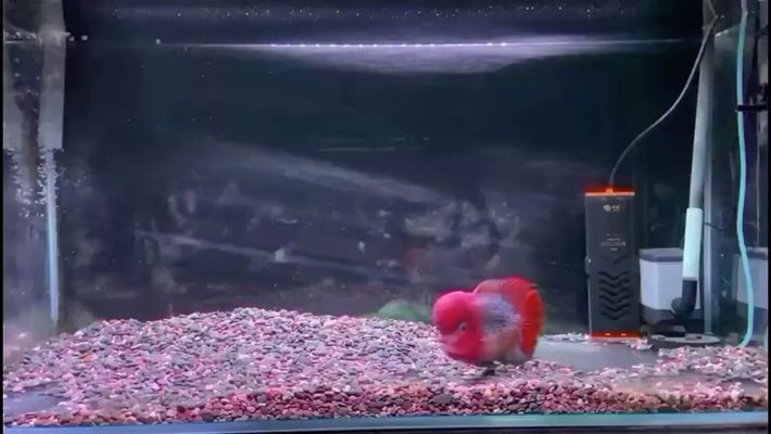 盤錦龍魚vs盤錦水族批發市場vs盤錦水族館vs盤錦魚缸批發市場vs祥龍魚場：盤錦水族批發市場 盤錦龍魚vs盤錦水族批發市場vs盤錦水族館vs盤錦魚缸批發市場vs祥龍魚場：盤錦水族批發市場 祥龍魚場各市分站 第6張