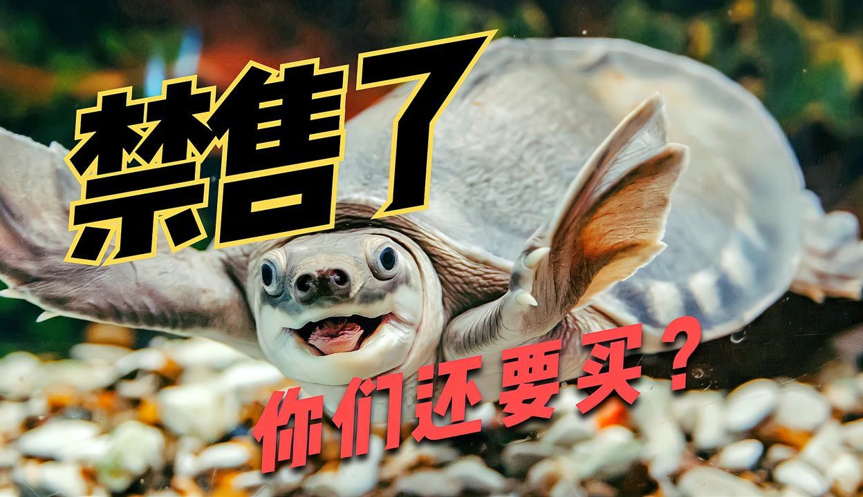 豬鼻龜為什么禁售：豬鼻龜為什么被禁售