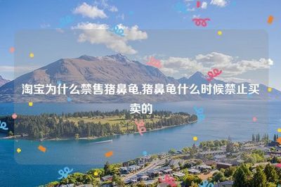 豬鼻龜為什么禁售：豬鼻龜為什么被禁售