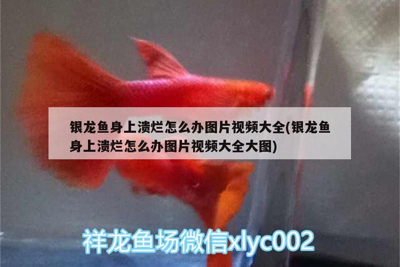 銀龍魚身上潰爛怎么辦圖片視頻大全(銀龍魚身上潰爛怎么辦圖片視頻大全大圖)