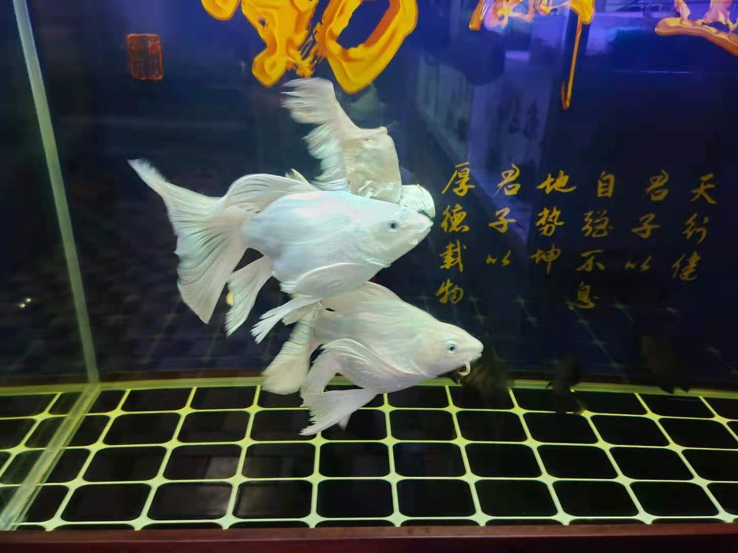 龍魚爛尾用什么藥vs祥龍魚場：如何治療龍魚爛尾
