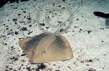 魟魚尾巴上的刺會刺傷其他魚嗎？：魟魚尾巴上的毒刺主要是用來刺傷其他魚的，而不是用來刺傷其他魚的