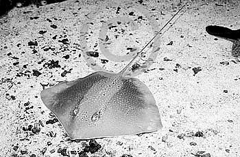魟魚尾巴上的刺會刺傷其他魚嗎？：魟魚尾巴上的毒刺主要是用來刺傷其他魚的，而不是用來刺傷其他魚的