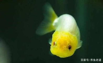 純白色觀賞魚可以吃嗎（關于純白色觀賞魚是否可以食用的問題存在著不同的觀點和情況）