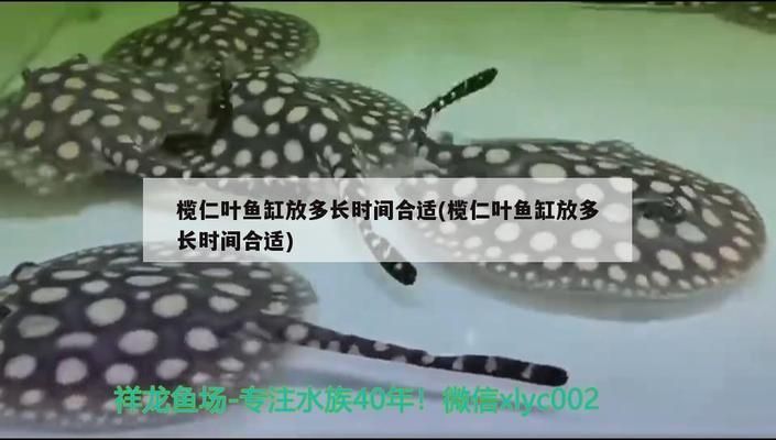 四紋虎混養缸內植物選擇，四紋虎魚混養缸內水草布局技巧