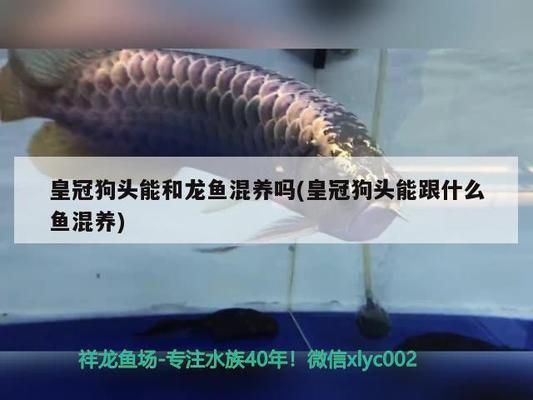 德宏傣族景頗族自治州龍魚vs德宏傣族景頗族自治州水族批發市場vs德宏傣族景頗族自治州水族館vs德宏傣族景頗族自治州魚缸批發市場vs祥龍魚場：德宏傣族景頗族自治州水族養殖與交易