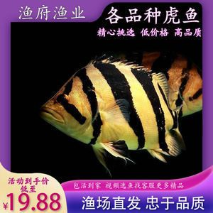四紋虎魚市場價格波動趨勢，四紋印尼虎魚市場價格波動趨勢受到多種因素影響