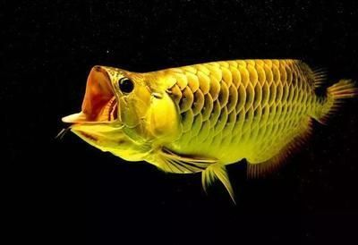 龍魚吃什么飼料好vs祥龍魚場(chǎng)：祥龍魚場(chǎng)飼料選擇問(wèn)題對(duì)比“祥龍魚場(chǎng)”和市場(chǎng)上其他品牌