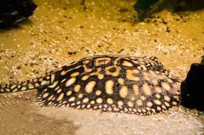 魟魚喜歡沙子嗎：為什么[需手動填充]魚喜歡沙子？ 魟魚喜歡沙子嗎：為什么[需手動填充]魚喜歡沙子？ 魟魚百科 第1張