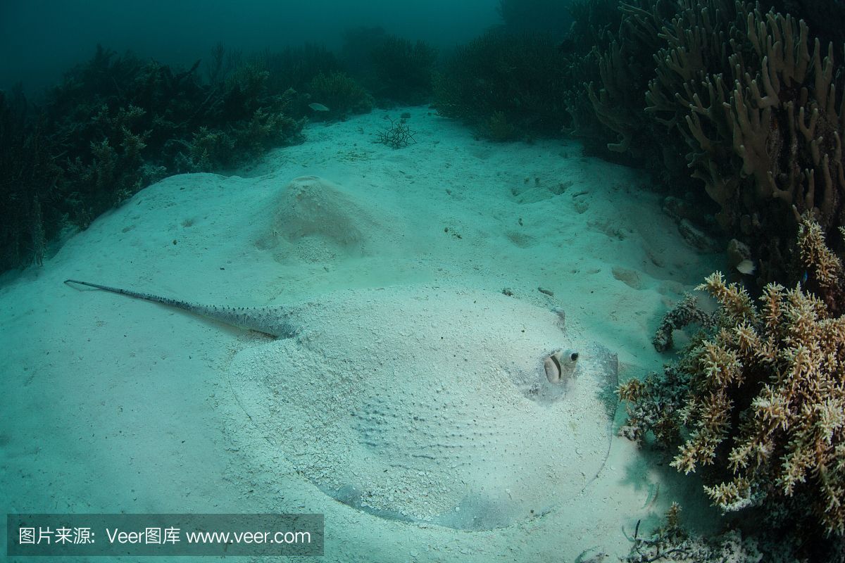 魟魚喜歡沙子嗎：為什么[需手動填充]魚喜歡沙子？ 魟魚喜歡沙子嗎：為什么[需手動填充]魚喜歡沙子？ 魟魚百科 第4張
