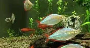 大湖紅龍魚頭上跟眼睛邊上都發金黃色了（為啥紅龍魚頭部和眼睛邊上發金黃色）