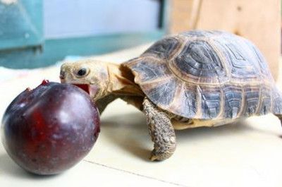 豬鼻龜分品種嗎怎么養：豬鼻龜怎么養，豬鼻龜飼養注意事項