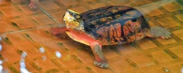 豬鼻龜分品種嗎怎么養：豬鼻龜怎么養，豬鼻龜飼養注意事項