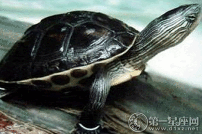 豬鼻龜分品種嗎怎么養：豬鼻龜怎么養，豬鼻龜飼養注意事項