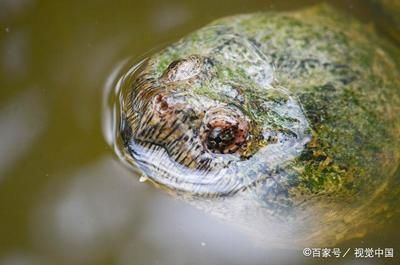 豬鼻龜分品種嗎怎么養：豬鼻龜怎么養，豬鼻龜飼養注意事項