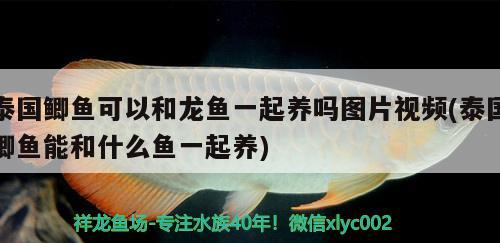泰國鯽魚可以和龍魚一起養(yǎng)嗎圖片視頻(泰國鯽魚能和什么魚一起養(yǎng))