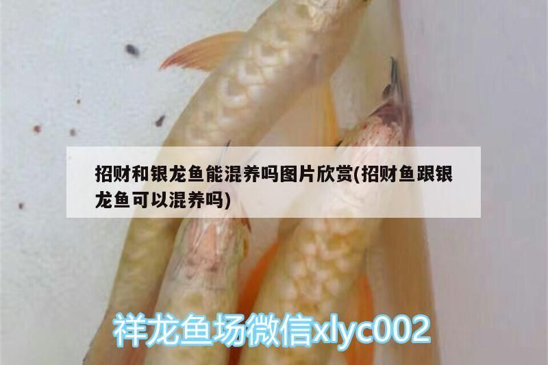 招財和銀龍魚能混養嗎圖片欣賞(招財魚跟銀龍魚可以混養嗎)