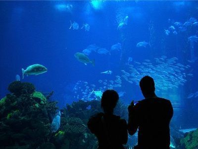 開個水族館的艱難之旅英語（開一家水族館需要克服眾多難題，）