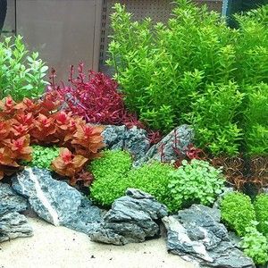 60厘米的魚缸能養(yǎng)幾條錦鯉魚：60厘米的魚缸適合養(yǎng)幾條錦鯉