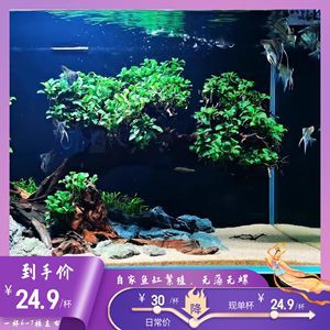 60厘米的魚缸能養(yǎng)幾條錦鯉魚：60厘米的魚缸適合養(yǎng)幾條錦鯉