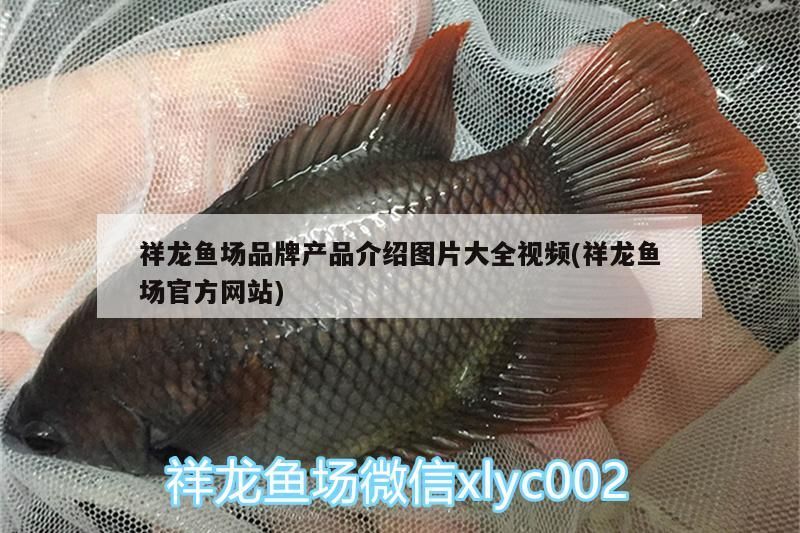 祥龍魚場品牌產品介紹圖片大全視頻(祥龍魚場官方網站)