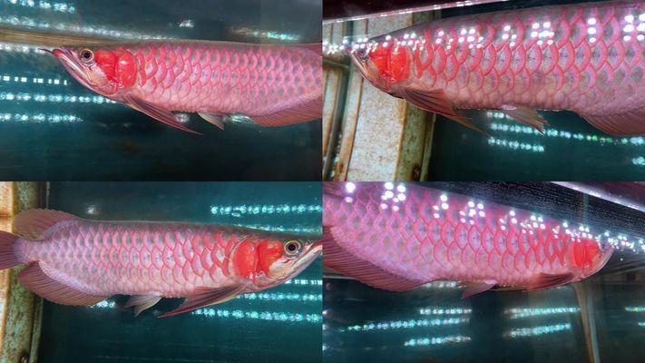 紅龍魚褪色上色：如何檢測紅龍魚的健康狀態