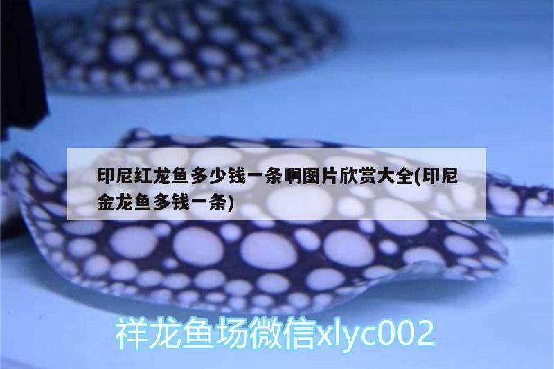 印尼紅龍魚多少錢一條啊圖片欣賞大全(印尼金龍魚多錢一條)