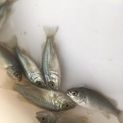 雷龍魚尾巴爛了怎么辦？全面解析病因與治療方法，雷龍魚爛尾病的病因分析與治療全攻略