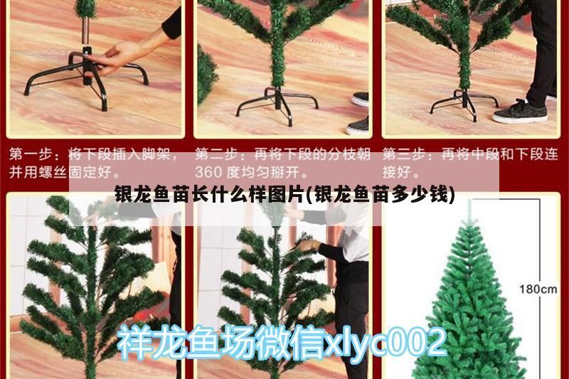 銀龍魚苗長什么樣圖片(銀龍魚苗多少錢) 銀龍魚苗長什么樣圖片(銀龍魚苗多少錢) 銀龍魚百科 第3張