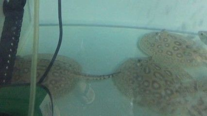 黑帝王魟魚(yú)用多大的缸：黑帝王魟魚(yú)的缸尺寸選擇 黑帝王魟魚(yú)用多大的缸：黑帝王魟魚(yú)的缸尺寸選擇 魟魚(yú)百科 第1張