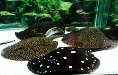 黑帝王魟魚(yú)用多大的缸：黑帝王魟魚(yú)的缸尺寸選擇 黑帝王魟魚(yú)用多大的缸：黑帝王魟魚(yú)的缸尺寸選擇 魟魚(yú)百科 第3張