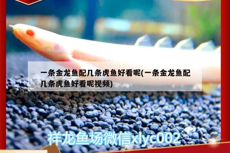 一條金龍魚配幾條虎魚好看呢(一條金龍魚配幾條虎魚好看呢視頻)