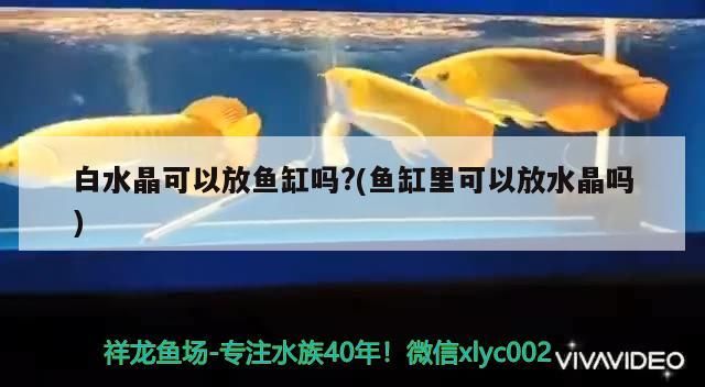 白水晶可以放魚缸嗎?(魚缸里可以放水晶嗎)