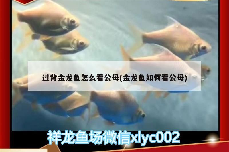 過背金龍魚怎么看公母(金龍魚如何看公母) 過背金龍魚怎么看公母(金龍魚如何看公母) 金龍魚百科 第3張