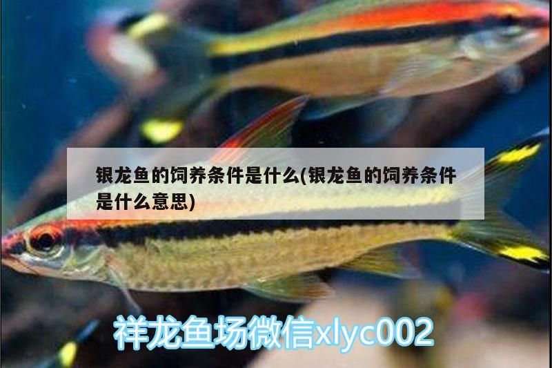銀龍魚的飼養條件是什么(銀龍魚的飼養條件是什么意思)