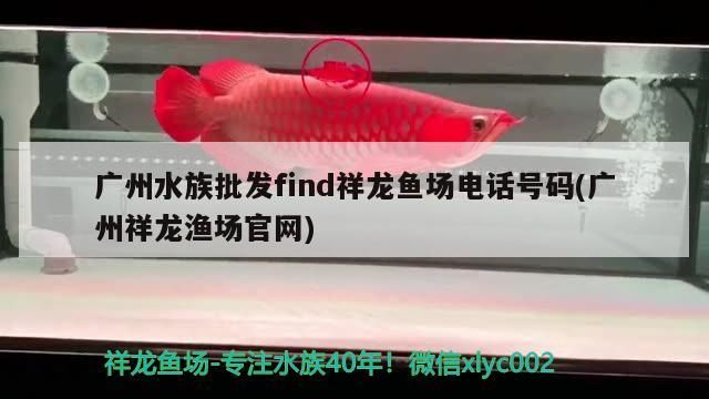 廣州水族批發find祥龍魚場電話號碼(廣州祥龍漁場官網) 廣州水族批發find祥龍魚場電話號碼(廣州祥龍漁場官網) vs祥龍魚場