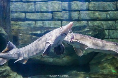 魟魚怎么游：魟魚怎么游泳