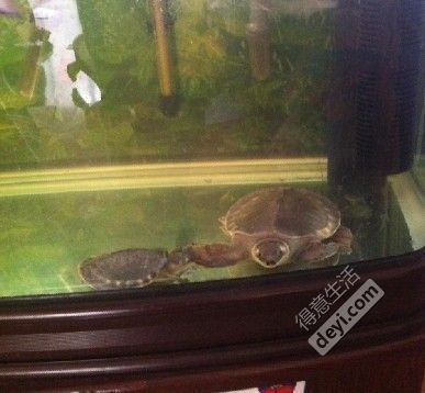 豬鼻龜多久能長到成年的樣子：豬鼻龜幾歲算成年龜，豬鼻龜多久成年