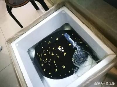魟魚斷尾還會長嗎：魟魚斷尾后確實有可能再長出來以下是具體的解釋
