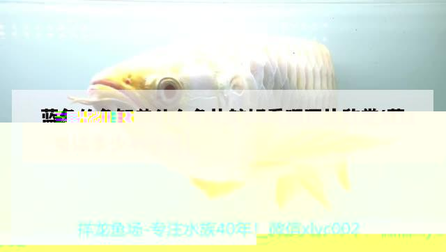 藍色的魚缸養什么魚比較好看呢圖片欣賞(藍色玻璃魚缸好不好)