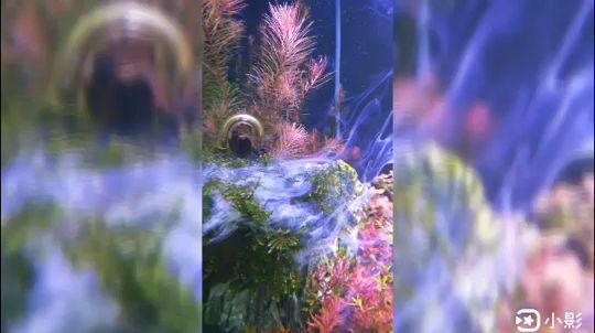 寶雞水族館仙境傳說