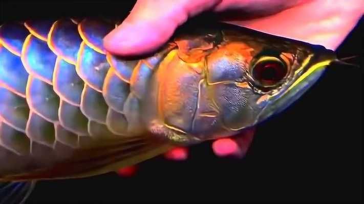 古典過背金龍魚用什么燈光好看呢圖片：古典過背金龍魚用什么燈光好看