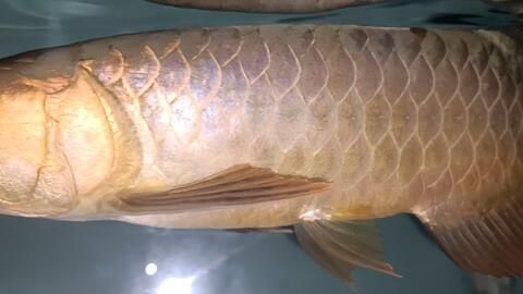 古典過背金龍魚用什么燈光好看呢圖片：古典過背金龍魚用什么燈光好看
