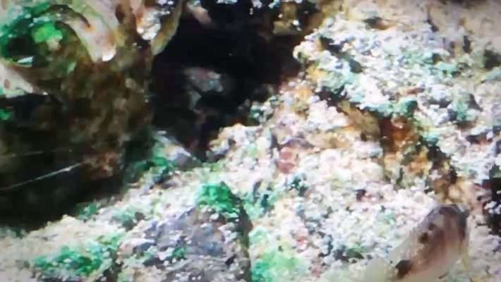 金昌龍魚vs金昌水族批發市場vs金昌水族館vs金昌魚缸批發市場vs祥龍魚場：金昌水族批發市場和祥龍魚場