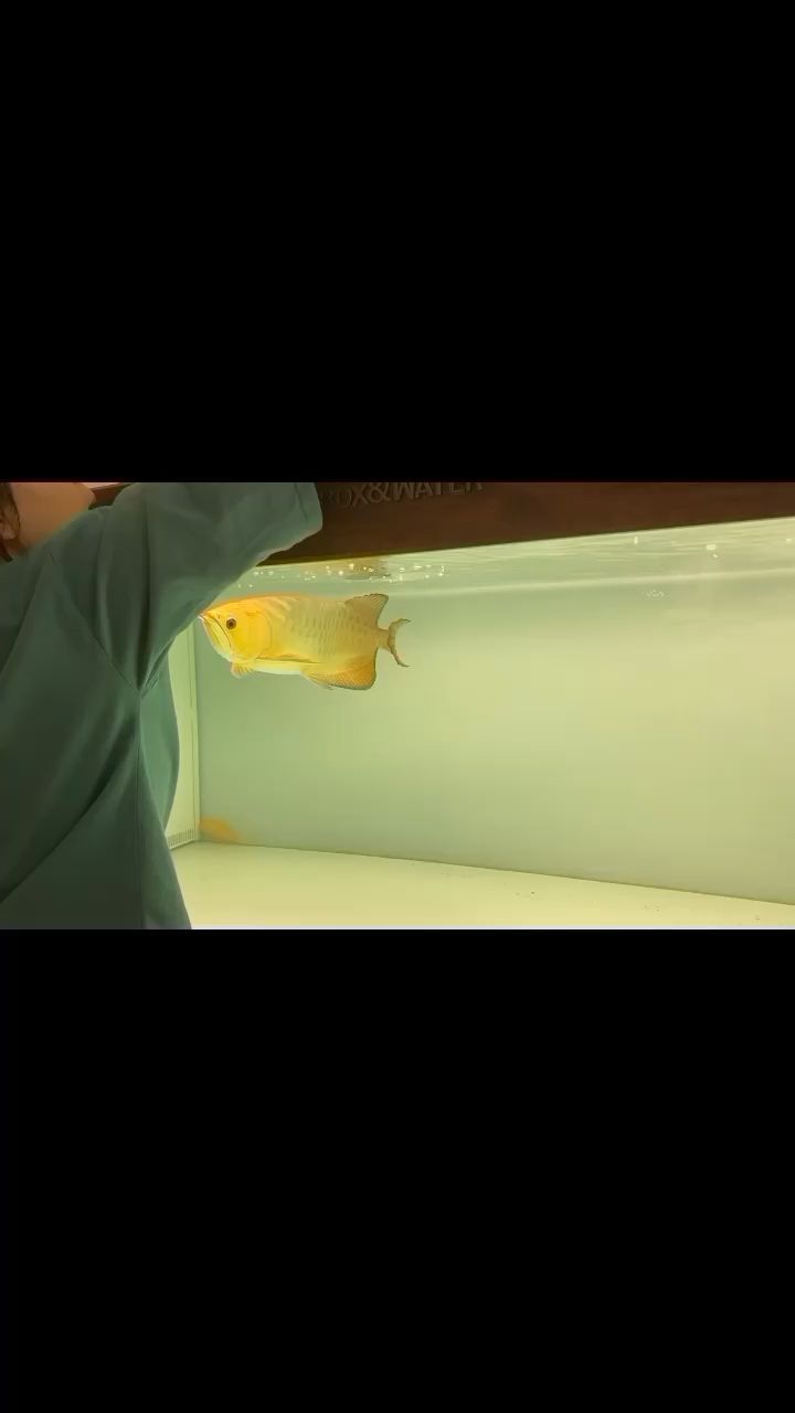 南通哪里賣魚缸好點的 南通哪里有賣魚缸的